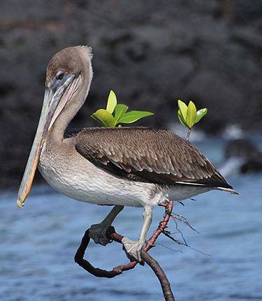 CRUCEROS GALAPAGOS CELEBRITY FLORA CELEBRITY CRUISES EXPLORATION CRUISES GALAPAGOS CRUISES CRUCEROS ISLAS GALAPAGOS NEW CELEBRITY EXPEDITION SHIP CELEBRITY FLORA