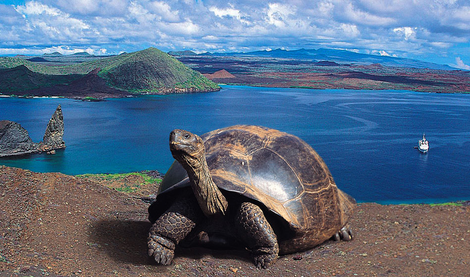 CRUCEROS GALAPAGOS CELEBRITY FLORA CELEBRITY CRUISES EXPLORATION CRUISES GALAPAGOS CRUISES CRUCEROS ISLAS GALAPAGOS NEW CELEBRITY EXPEDITION SHIP CELEBRITY FLORA