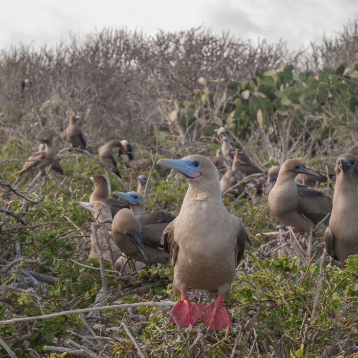 CRUCEROS GALAPAGOS CELEBRITY FLORA CELEBRITY CRUISES EXPLORATION CRUISES GALAPAGOS CRUISES CRUCEROS ISLAS GALAPAGOS NEW CELEBRITY EXPEDITION SHIP CELEBRITY FLORA