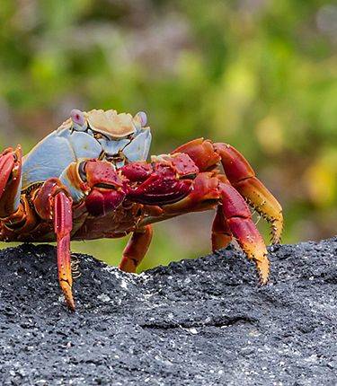 CRUCEROS GALAPAGOS CELEBRITY FLORA CELEBRITY CRUISES EXPLORATION CRUISES GALAPAGOS CRUISES CRUCEROS ISLAS GALAPAGOS NEW CELEBRITY EXPEDITION SHIP CELEBRITY FLORA