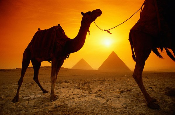 http://www.cruceroclick.com/admin/archivos/Image/PAISAJES/EGIPTO/EGIPTO%20-%20Camellos%20SOL.jpg