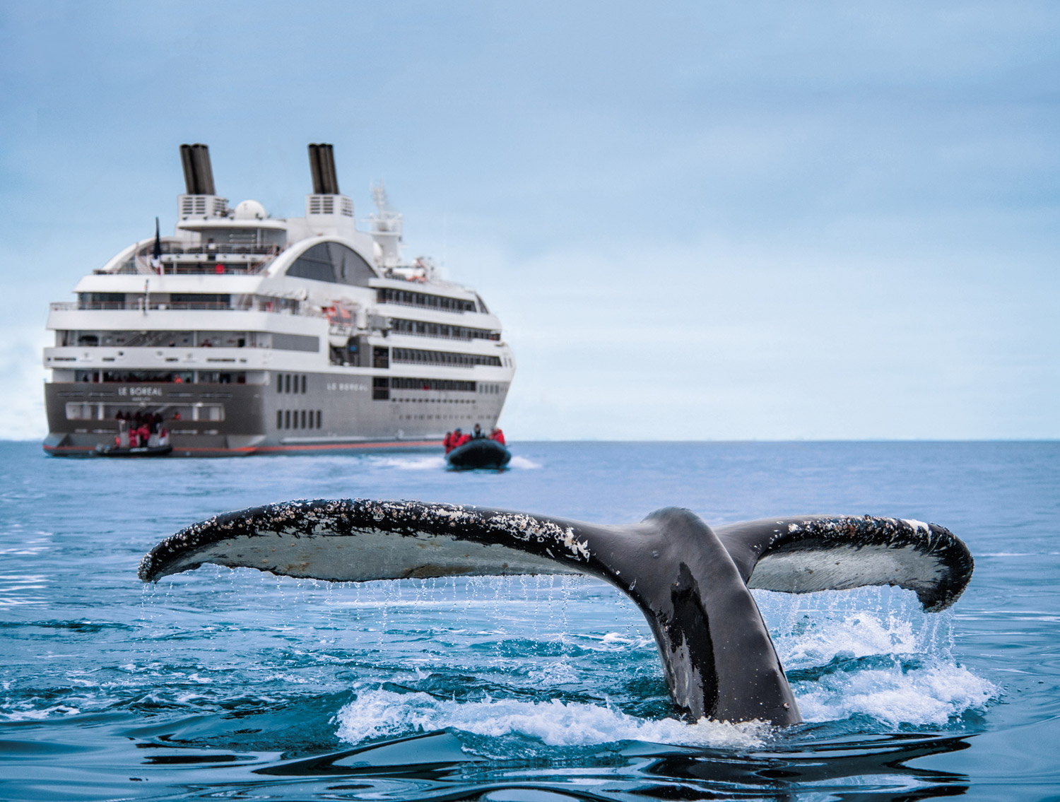 La naturaleza se abre ante nosotros en los cruceros PONANT CRUISES CRUCEROS PONANT CRUCEROS DE LUJO PONANT CRUISES CRUCEROS EN BARCO PEQUEÑO CREUERS CROISIERE BATEAU PONANT GASTRONOMIA RESTAURANTE TERRAZA AL FRESCO DINING ROOM DINING AL FRESCO TERRACE CRUISE SUNSET DINING #Ponant #PonantCruises #CrucerosPonant #Crucerosdelujo #CrucerosFranceses #Ballena #Whale #PolarCruises #CrucerosExpedicion