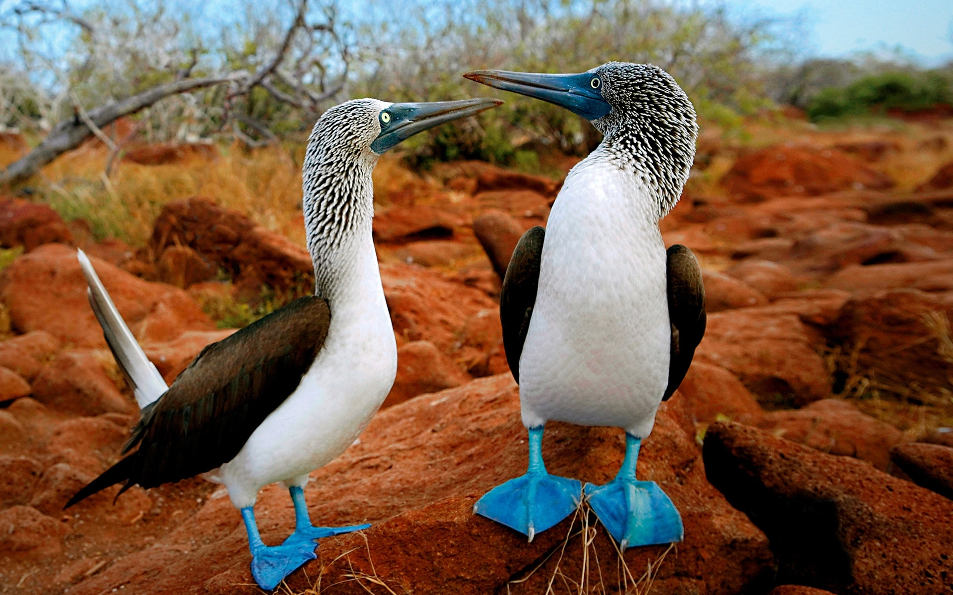 CRUCEROS ISLAS GALAPAGOS CRUCEROS SILVER GALAPAGOS CRUCEROS PARQUE NATURAL GALAPAGOS CRUCEROS EXPEDICION GALAPAGOS GALAPAGOS CRUISES LUXURY GALAPAGOS CRUISES CRUCEROS EN YATE CRUCEROS EN BARCO PEQUEÑO CRUCEROS SILVERSEA EXPEDITIONS CRUCEROS EXPEDICION SILVERSEA CRUCEROS DE LUJO LUGARES REMOTOS CRUCEROS EXPLORACION SILVERSEA CRUCEROS SILVER GALAPAGOS CRUCEROS BARCO PEQUEÑO CRUCEROS BUQUES DE LUJO CRUCEROS REMOTOS AVES ISLAS GALAPAGOS VIAJES ISLAS GALAPAGOS CRUCEROS UNICOS CRUCEROS PARA MILLONARIOS CRUCEROS PARA RICOS CRUCEROS EXCLUSIVOS #LuxuryCruises #SilverSea #CrucerosAventura #ViajesdeNovios #CrucerosDiferentes #crucerosislasgalapagos #crucerosgalapagos #SilverseaExpeditions #SilverGalapagos #Viajesdelujo #galapagosbirds #seabirds #viajesexclusivos #crucerosexploracion #expeditioncruises #crucerosexpedicion #crucerosnaturaleza #PaisajeGalapagos #NaturalezaMaravillosa #NaturalezaVirgen