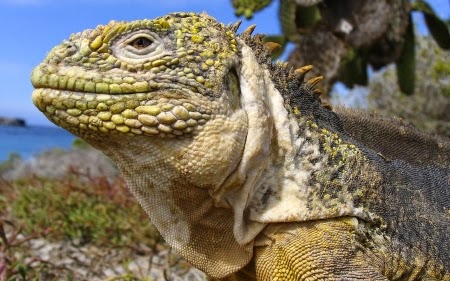 CRUCEROS ISLAS GALAPAGOS CRUCEROS SILVER GALAPAGOS CRUCEROS PARQUE NATURAL GALAPAGOS CRUCEROS EXPEDICION GALAPAGOS GALAPAGOS CRUISES LUXURY GALAPAGOS CRUISES CRUCEROS EN YATE CRUCEROS EN BARCO PEQUEÑO CRUCEROS SILVERSEA EXPEDITIONS CRUCEROS EXPEDICION SILVERSEA CRUCEROS DE LUJO LUGARES REMOTOS CRUCEROS EXPLORACION SILVERSEA CRUCEROS SILVER GALAPAGOS CRUCEROS BARCO PEQUEÑO CRUCEROS BUQUES DE LUJO CRUCEROS REMOTOS CRUCEROS UNICOS CRUCEROS PARA MILLONARIOS CRUCEROS PARA RICOS CRUCEROS EXCLUSIVOS #LuxuryCruises #SilverSea #CrucerosAventura #ViajesdeNovios #CrucerosDiferentes #crucerosislasgalapagos #crucerosgalapagos #SilverseaExpeditions #SilverGalapagos #Viajesdelujo #viajesexclusivos #crucerosexploracion #expeditioncruises #crucerosexpedicion #crucerosnaturaleza