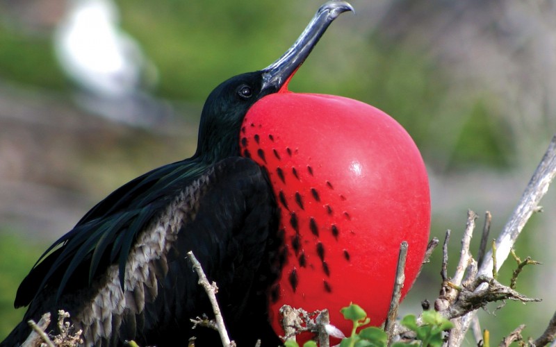  CRUCEROS ISLAS GALAPAGOS CRUCEROS SILVER GALAPAGOS CRUCEROS PARQUE NATURAL GALAPAGOS CRUCEROS EXPEDICION GALAPAGOS GALAPAGOS CRUISES LUXURY GALAPAGOS CRUISES CRUCEROS EN YATE CRUCEROS EN BARCO PEQUEÑO CRUCEROS SILVERSEA EXPEDITIONS CRUCEROS EXPEDICION SILVERSEA CRUCEROS DE LUJO LUGARES REMOTOS CRUCEROS EXPLORACION SILVERSEA CRUCEROS SILVER GALAPAGOS CRUCEROS BARCO PEQUEÑO CRUCEROS BUQUES DE LUJO CRUCEROS REMOTOS AVES ISLAS GALAPAGOS VIAJES ISLAS GALAPAGOS CRUCEROS UNICOS CRUCEROS PARA MILLONARIOS CRUCEROS PARA RICOS CRUCEROS EXCLUSIVOS #LuxuryCruises #SilverSea #CrucerosAventura #ViajesdeNovios #CrucerosDiferentes #crucerosislasgalapagos #crucerosgalapagos #SilverseaExpeditions #SilverGalapagos #Viajesdelujo #galapagosbirds #seabirds #viajesexclusivos #crucerosexploracion #expeditioncruises #crucerosexpedicion #crucerosnaturaleza #PaisajeGalapagos #NaturalezaMaravillosa #NaturalezaVirgen