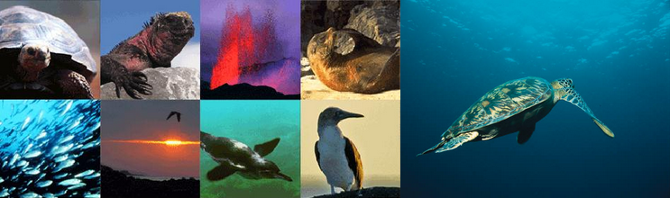 CRUCEROS ISLAS GALAPAGOS EXPLORACION ISLAS GALAPAGOS VIAJES DE NOVIOS AVENTURA ISLAS GALAPAGOS CRUISES GALAPAGOS ISLANDS ECUADOR