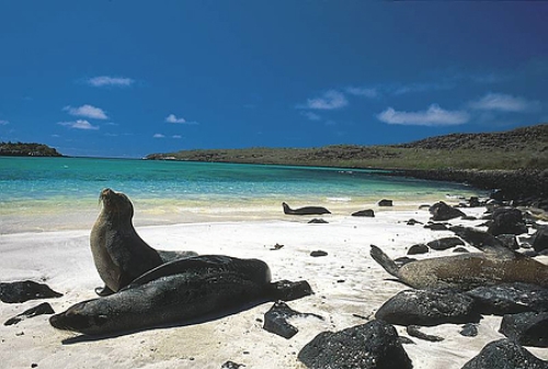 CRUCEROS ISLAS GALAPAGOS CRUCEROS DE EXPLORACION PARQUE NATURAL GALAPAGOS PARQUE NACIONAL ISLAS GALAPAGOS CRUCEROS ECUADOR CRUCEROS DE LUJO EXPLORACION FOCAS Y LEONES MARINOS