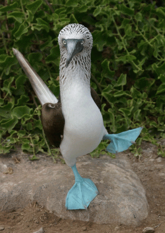 CRUCEROS ISLAS GALAPAGOS CRUCEROS DE EXPLORACION PARQUE NATURAL GALAPAGOS PARQUE NACIONAL ISLAS GALAPAGOS CRUCEROS ECUADOR CRUCEROS DE LUJO EXPLORACION FOCAS Y LEONES MARINOS PAJAROS ORNITOLOGIA CRUCEROS 