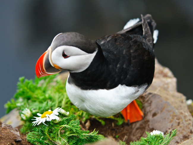 CRUCEROS DE EXPLORACION OCEAN DIAMOND ISLANDIA CRUCEROS ICELAND CRUISES OCEAN DIAMOND EXPEDITION CRUISES POLAR CRUISES ARTIC CRUISES ISLANDIA CRUCEROS BARCO PEQUEÑO ISLAND TOURS CRUISES ICELAND