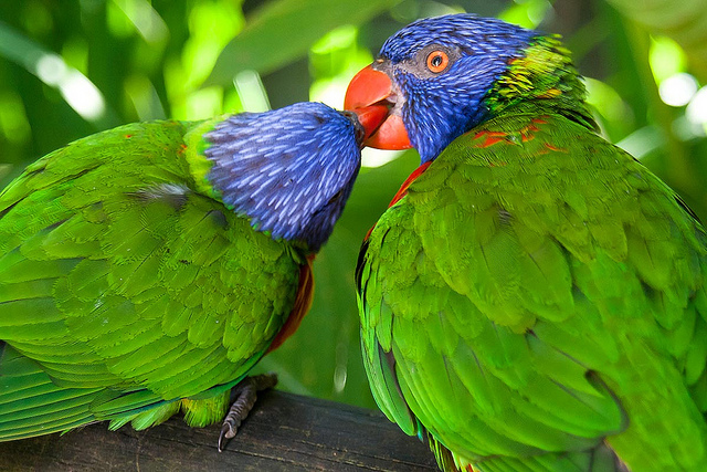 BASSE-TERRE GUADELOUPE CARIBE GUADALUPE ANTILLAS MENORES CRUCEROS ANTILLAS CRUCEROS GUADALUPE CRUCEROS ISLAS CARIBE CROISIERES GUADELOUPE CRUISES CARIBBEAN CRUISES GUADALUPE CRUCEROS CARIBE #Guadeloupe #Basse-Terre #ParqueNacional