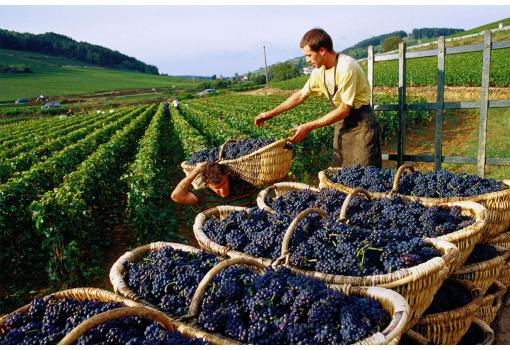 Recogida de la uva en los Viñedos del Sur de Francia