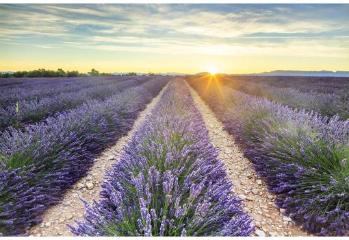 Fragantes Campos de Lavanda en la Provenza Francesa