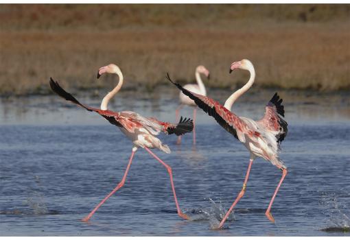 Flamencos en los acuíferos de la Camarga Francesa
